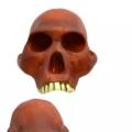 Antropologisk kraniesæt